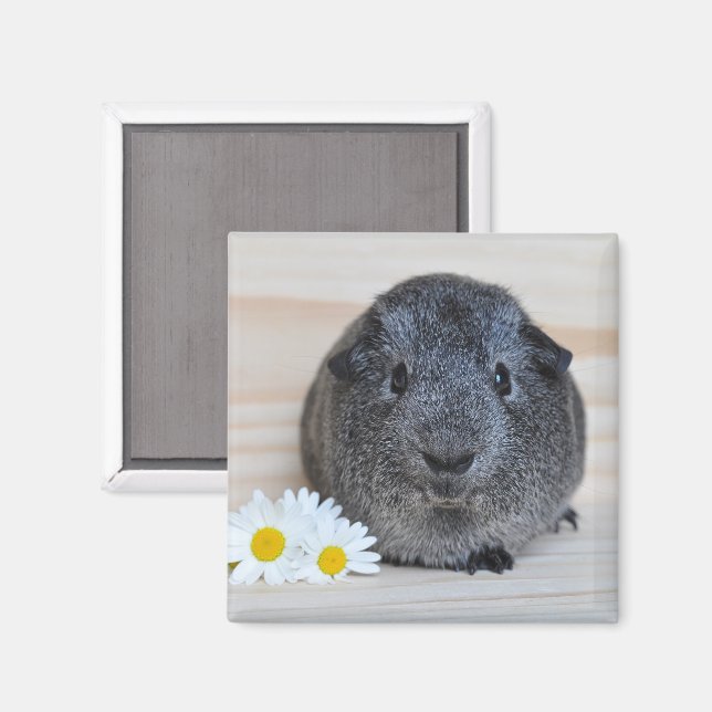 Cute Agouti Guinea Gris med Daisy Magnet (Front/Back)
