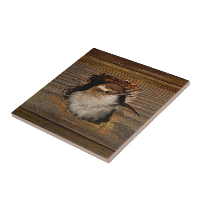 Cute Airbnb Moment Bewicks Wren i Nestbox Kakelplatta (Sidan)