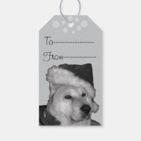 Cute akita in red Santa christmas hund