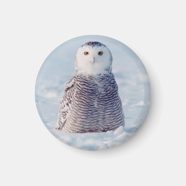 Cute Alaska Arctic Snowy Uggla Photo Magnet (Framsidan)