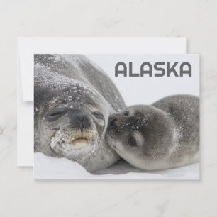 Cute Alaska Baby Seal och Mamma vykort