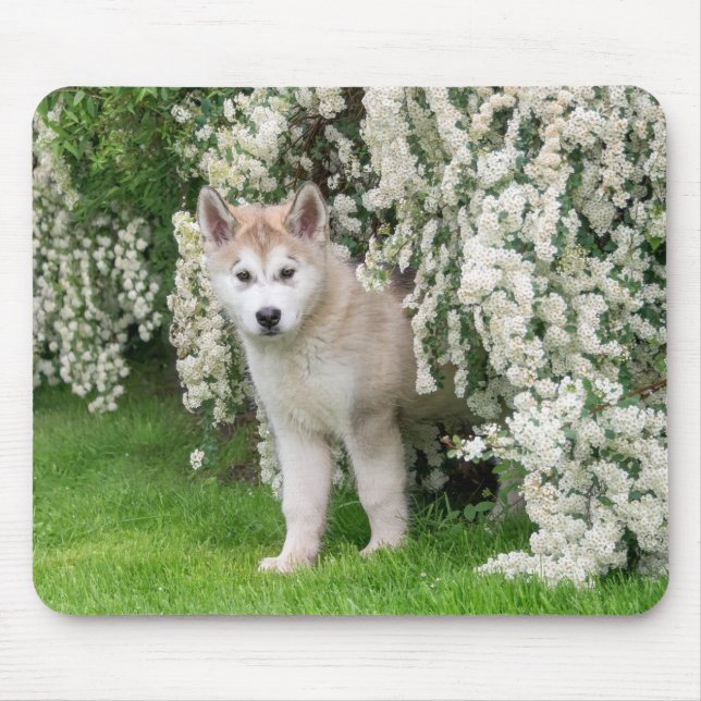 Cute Alaska Malamute Hund Puppy in Flowers Photo - Musmatta (Framsidan)