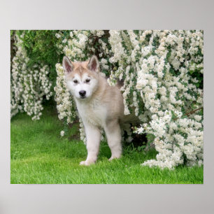 Cute Alaska Malamute Hund Puppy in Flowers Photo - Poster