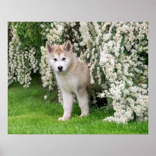 Cute Alaska Malamute Hund Puppy in Flowers Photo - Poster (Framsidan)