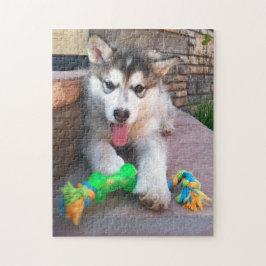 Cute Alaska Malamute Puppy Close Photo Pussel