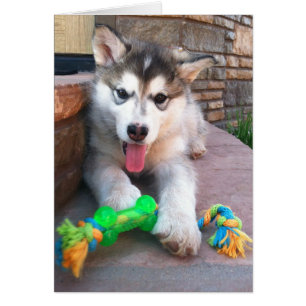 Cute Alaska Malamute Valp Photo Get well Template Hälsningskort