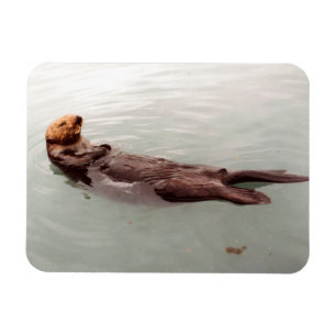 Cute Alaska Sea Otter Photo Designad Refrigerator Magnet