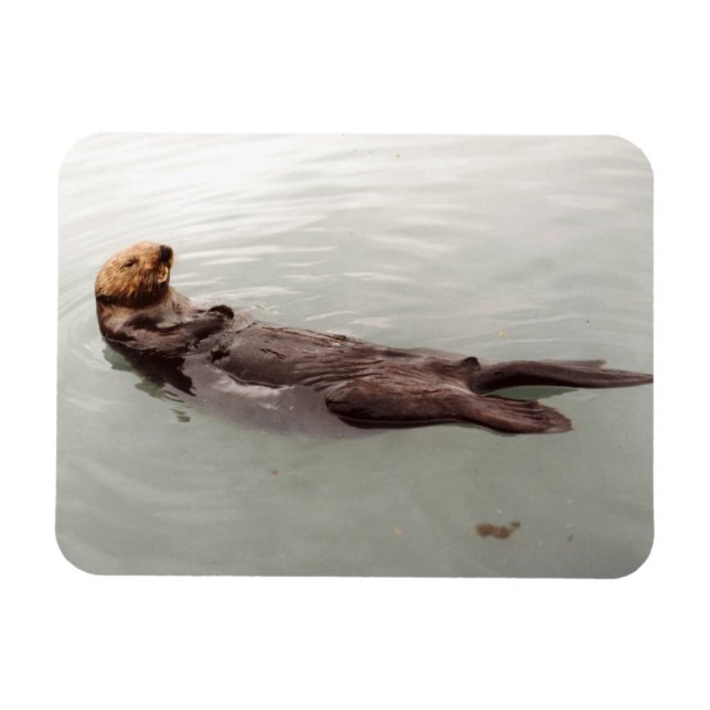 Cute Alaska Sea Otter Photo Designad Refrigerator Magnet (Horisontell)