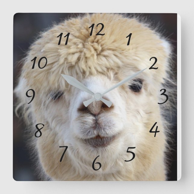 Cute Alpaca ansikte Fyrkantig Klocka (Framsida)