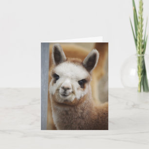 Cute Alpaca Note Card Kort
