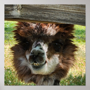 Cute Alpaca Poster