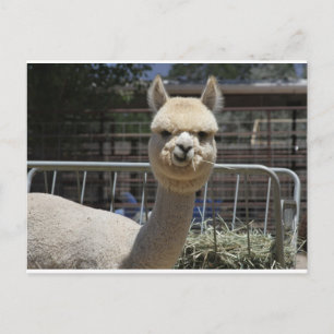 Cute Alpaca Vykort