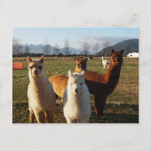 Cute Alpacas Vykort