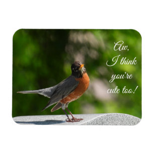 Cute American Robin *anpassa* Magnet