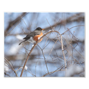 Cute American Robin Sits on Snowy Gren in Winter Fototryck