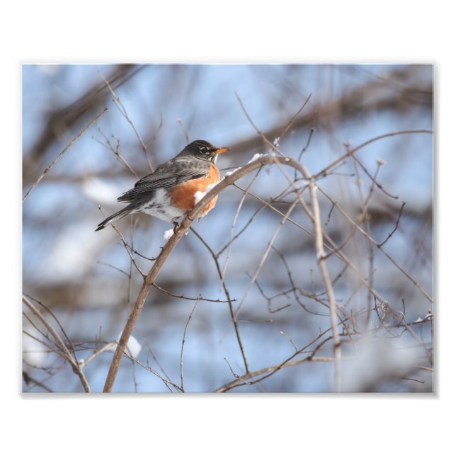 Cute American Robin Sits on Snowy Gren in Winter Fototryck (Framsidan)
