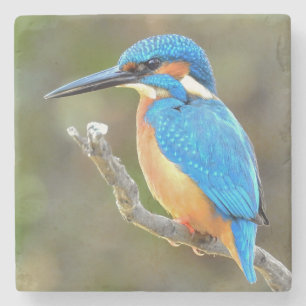 Cute and Colorful Kingfisher eller Alcedinidae Bir Stenunderlägg