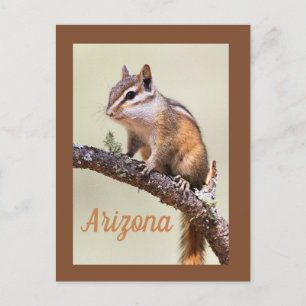 Cute and knubbig chipmunk, Arizoina Vykort