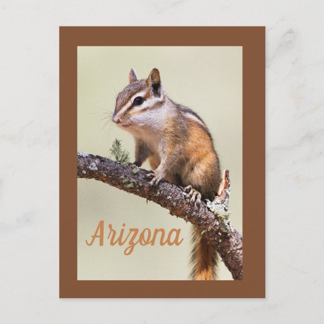 Cute and knubbig chipmunk, Arizoina Vykort (Framsida)