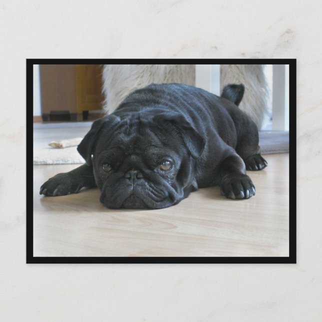 Cute and Lazy Black Pug Puppy-vykort Vykort (Framsida)