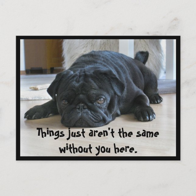 Cute and Lazy Black Pug Puppy-vykort Vykort (Framsida)