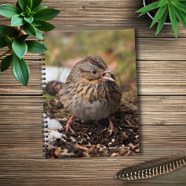 Cute and Spunky Lincoln's Sparrow Anteckningsbok