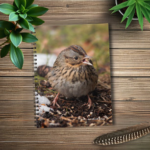 Cute and Spunky Lincoln's Sparrow Anteckningsbok