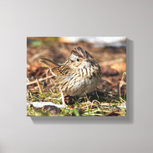 Cute and Spunky Lincoln's Sparrow Canvastryck