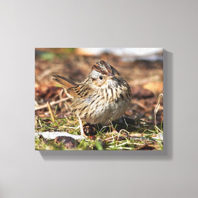 Cute and Spunky Lincoln's Sparrow Canvastryck (Framsida)