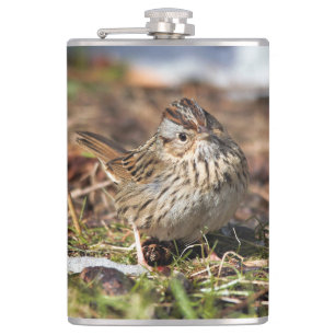 Cute and Spunky Lincoln's Sparrow Fickplunta