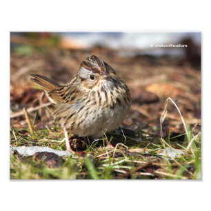 Cute and Spunky Lincoln's Sparrow Fototryck