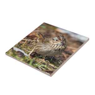 Cute and Spunky Lincoln's Sparrow Kakelplatta