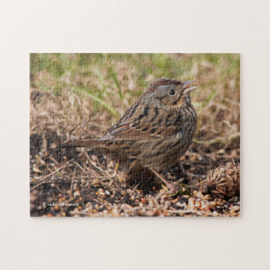 Cute and Spunky Lincoln's Sparrow Pussel