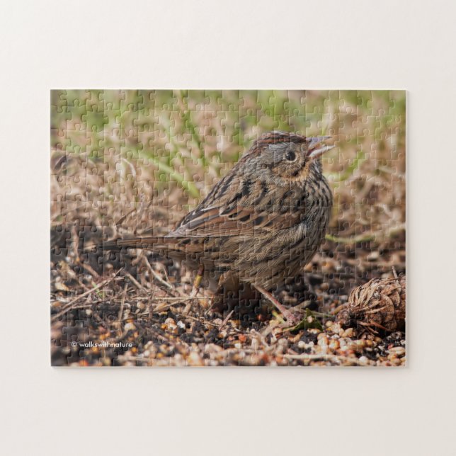 Cute and Spunky Lincoln's Sparrow Pussel (Horisontell)