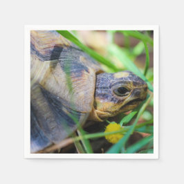 Cute Angulate Tortoise South Afrika Pappersservett