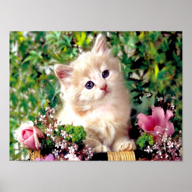 Cute Animals Poster (Framsidan)