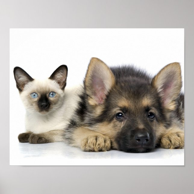 Cute Animals Poster (Framsidan)