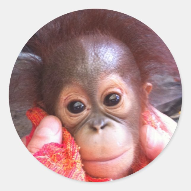 Cute Animals Runt Klistermärke (Framsida)