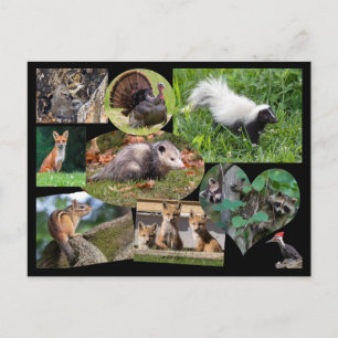 Cute Animals Vykort