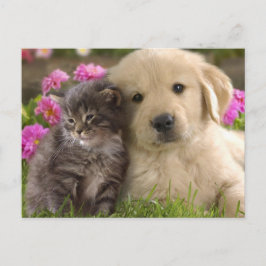 Cute Animals Vykort