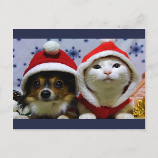 Cute Animals Vykort