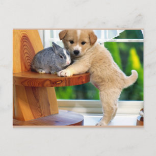 Cute Animals Vykort