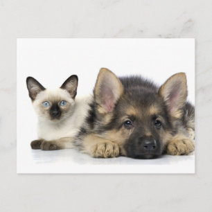 Cute Animals Vykort