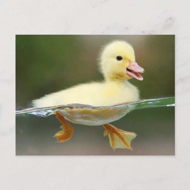 Cute Anka Chick Vykort (Framsida)