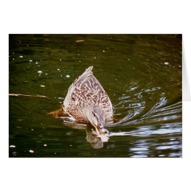 Cute Anka Matar Hälsningskort (Framsidan Horizontal)