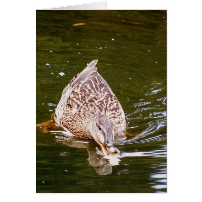 Cute Anka Matar Hälsningskort (Framsidan)