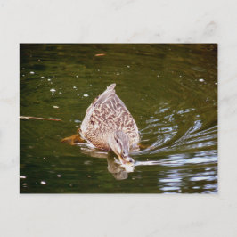 Cute Anka Matar Vykort