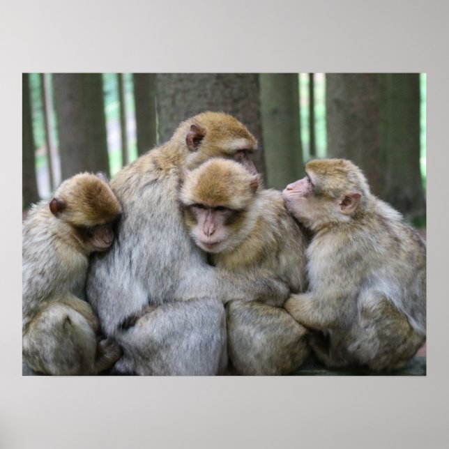 Cute Ape Family Group Hug Photograph Poster (Framsidan)