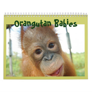 Cute apor Orangutan Wildlife Kalender