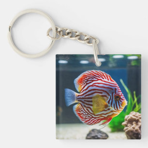 Cute Aquarium Fish Tank